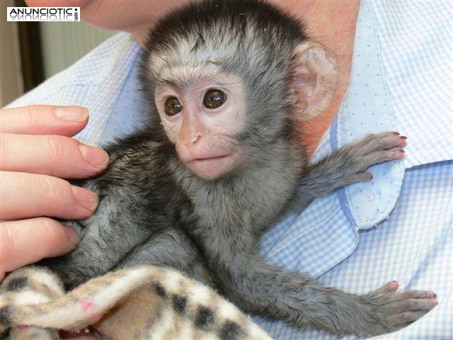 Preciosos monos capuchinos bebé a la venta