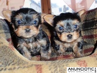 lindos hermosos cachorros yorkshire para su aprobación.