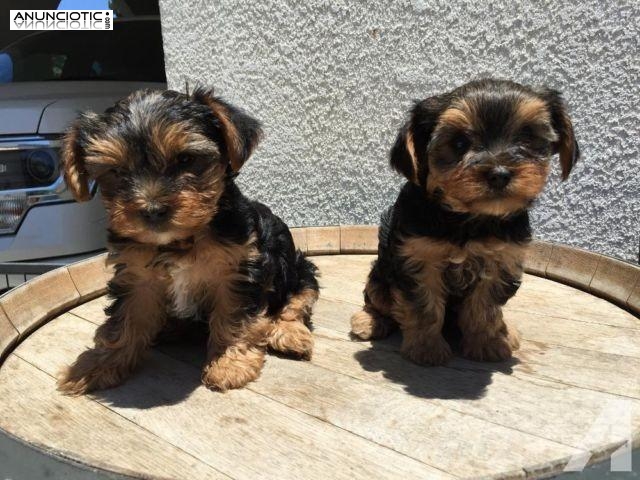 2 Taza de té yorkie cachorros disponibles Yorkie Princess. ¡