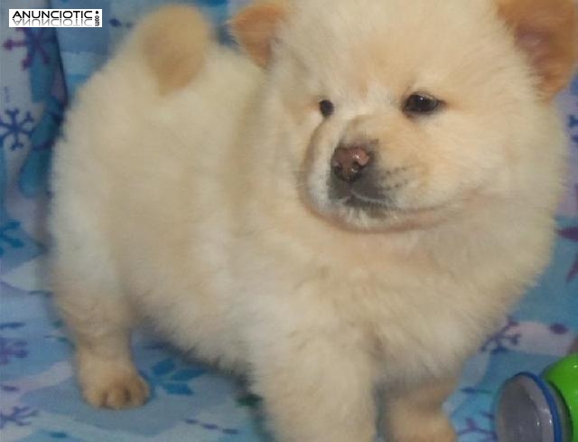 Precioso chow chow bebé para el nuevo hogar