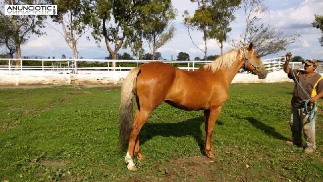 caballos de Frison