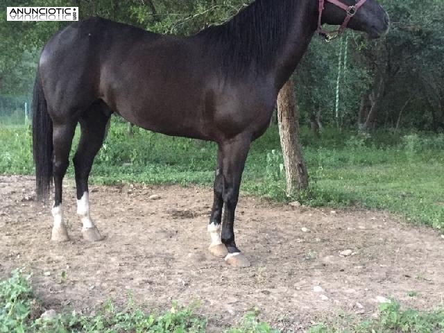 caballos de Frison