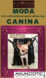 Moda Canina de Lujo, Accesorios y ropa de lujo para perros