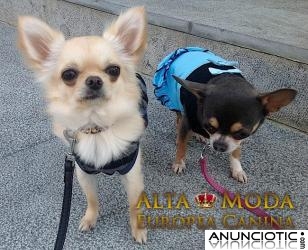 Ropa para perros Chihuahua, machos y hembras