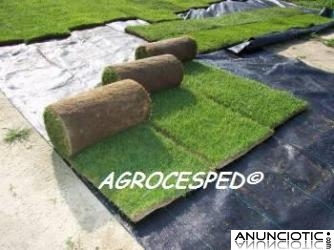 Agrocesped. Césped natural en rollos o tepes para Cáceres