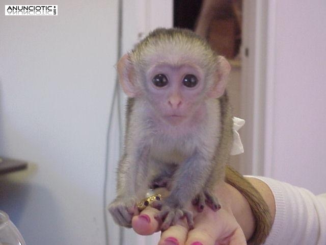 Monos capuchinos para la adopción