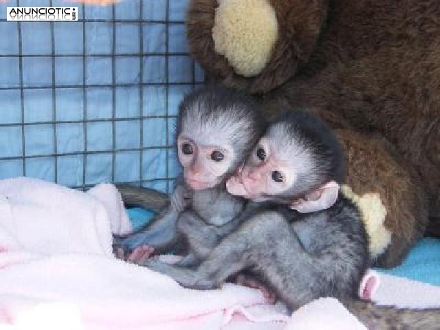 Monos capuchinos para la adopción