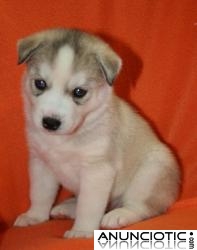 Regalo:CACHORROS HUSKY SIBERIANO