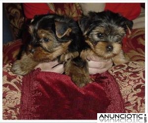 Hombre / Mujer Yorkshire-terrier cachorros para su aprobación