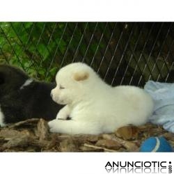  REGALO AKITA INU CACHORROS PARA ADOPCIÓN