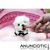 REGALO BICHON MALTES MINI