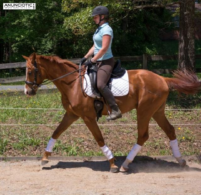 excellente caballo Hannoverian