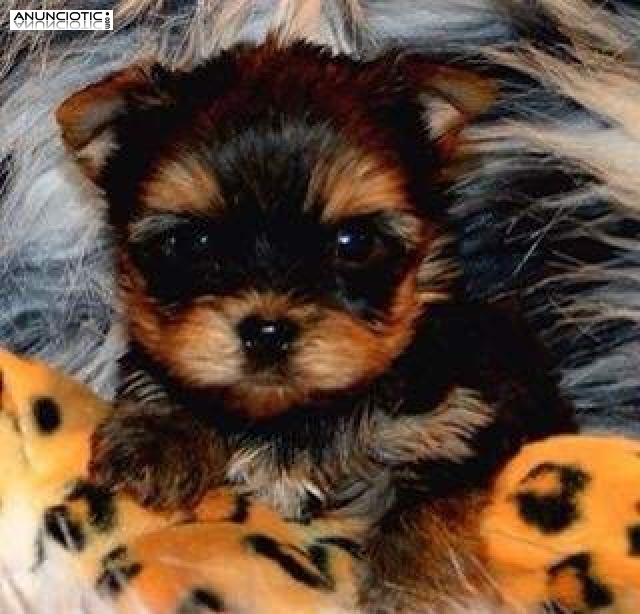  REGALO YORKSHIRE TERRIER CACHORROS, MINI TOY 