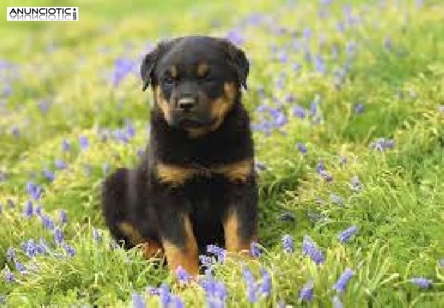 Regalamos cachorros de rottweiler