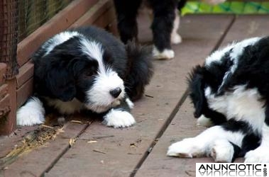  Border collie cachorros en regalo