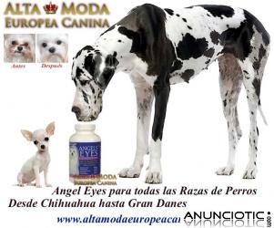 Angel Eyes para Perros, limpia el lagrimal por completo del bichon maltes