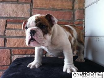 Cachorros de Bulldog Inglés para una buena hogares. 