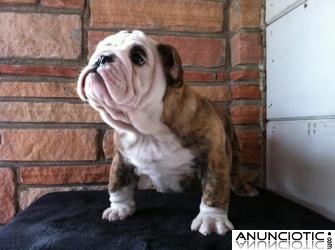 Cachorros de Bulldog Inglés para una buena hogares. 