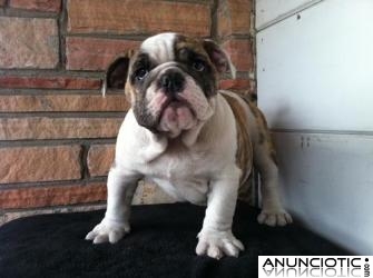 Cachorros de Bulldog Inglés para una buena hogares. 