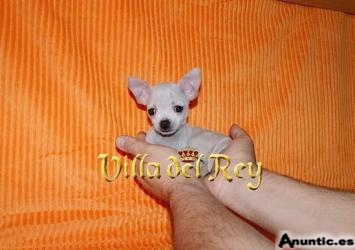 Chihuahua de 2 meses