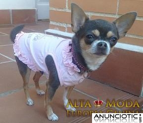 Blog de Perros. Moda Canina y blog Ropa Perros