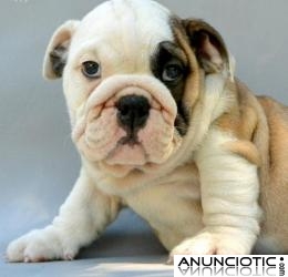 Dos hermosos cachorros bulldog Inglés