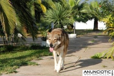 Cachorros de perro lobo checoslovaco