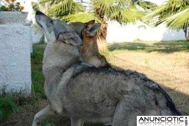 Cachorros de perro lobo checoslovaco