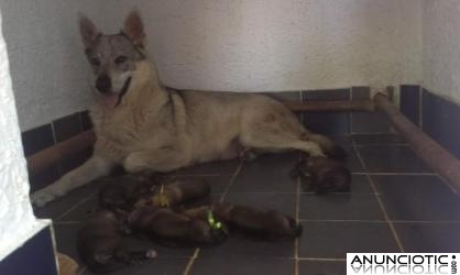 Cachorros de perro lobo checoslovaco