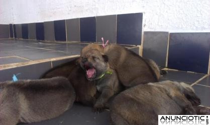 Cachorros de perro lobo checoslovaco