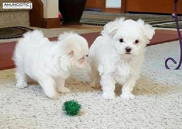 Cachorros maltesos excelentes y dulces para el hogar