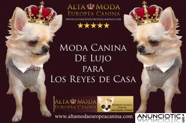 Ropa para Chihuahuas, moda canina