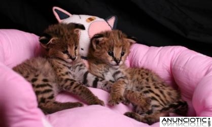 Serval, sabana, guepardo, el leopardo, el ocelote y gatitos carracal para la venta.  Tenem