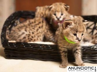 Serval, sabana, guepardo, el leopardo, el ocelote y gatitos carracal para la venta.  Tenem