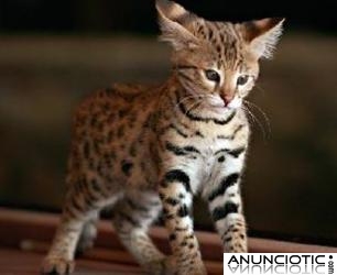 Serval, sabana, guepardo, el leopardo, el ocelote y gatitos carracal para la venta.  Tenem