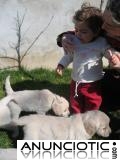 cachorros de oro lindo y adorable perro perdiguero para la venta