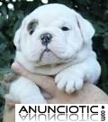 Gratis Hermosa Akc Bulldog Ingles Cachorros Disponibles