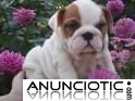 Gratis Hermosa Akc Bulldog Ingles Cachorros Disponibles