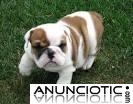 Gratis Hermosa Akc Bulldog Ingles Cachorros Disponibles