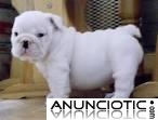 Gratis Hermosa Akc Bulldog Ingles Cachorros Disponibles