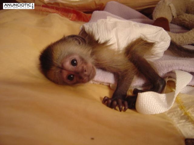 monos capuchinos bebé para la venta