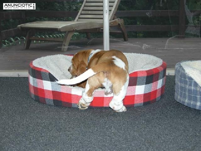 	LINDO Basset Hound disponibles!