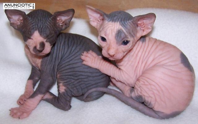 gatitos Sphynx