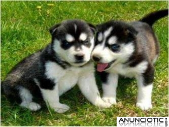 Husky Siberiano Cachorros 