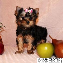 Regalo - cachorros yorkie!