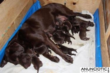 subvención  cachorros labradors perdiguero chocolates 