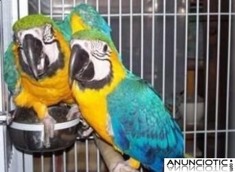 Par de loros guacamayo azul