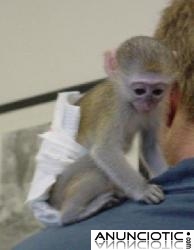 Bebé capuchinos y monos tití