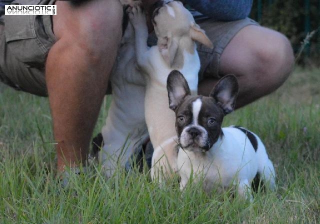 raza pura cachorros bulldog francés