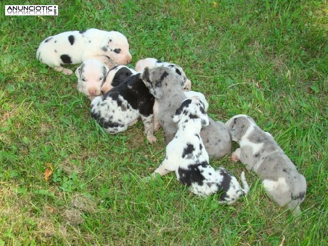 cachorros Gran Danés para la adopción